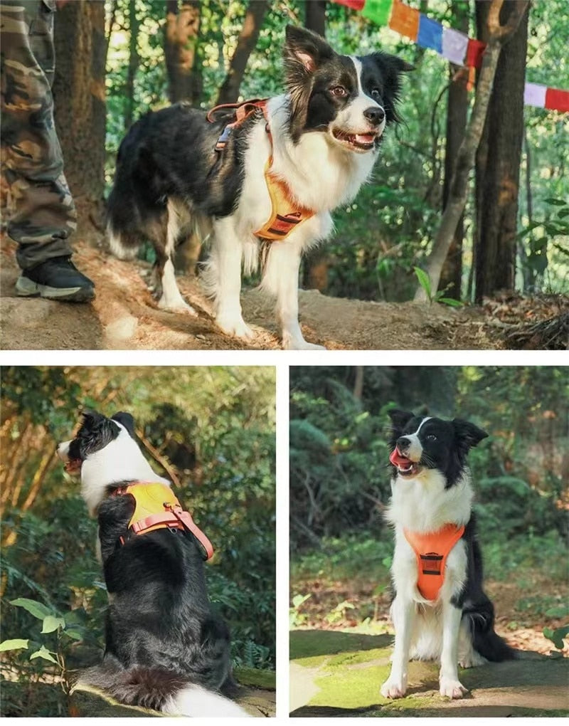 Retractable Leash and Harness