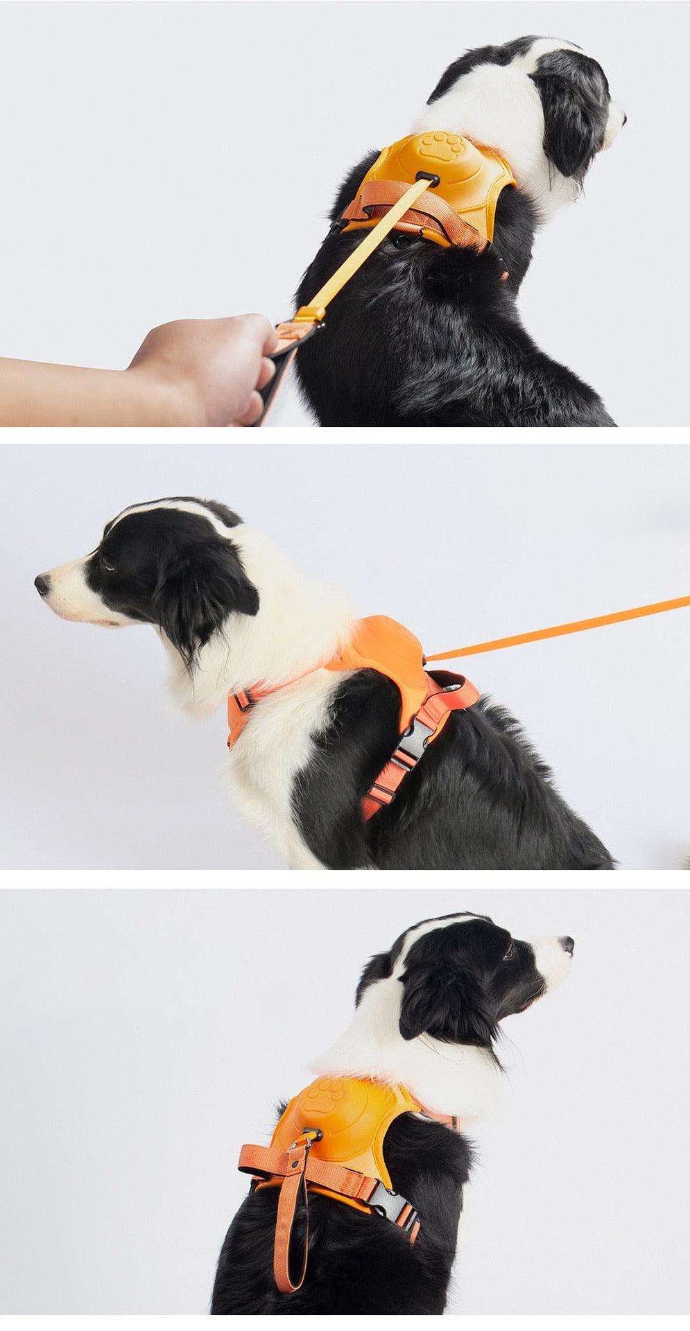 Retractable Leash and Harness