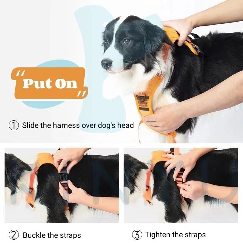 Retractable Leash and Harness