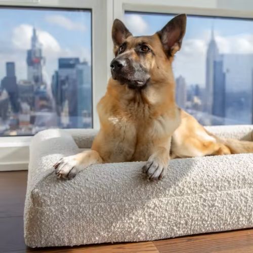 Paws & Dreams