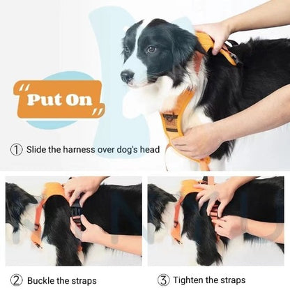Retractable Leash and Harness
