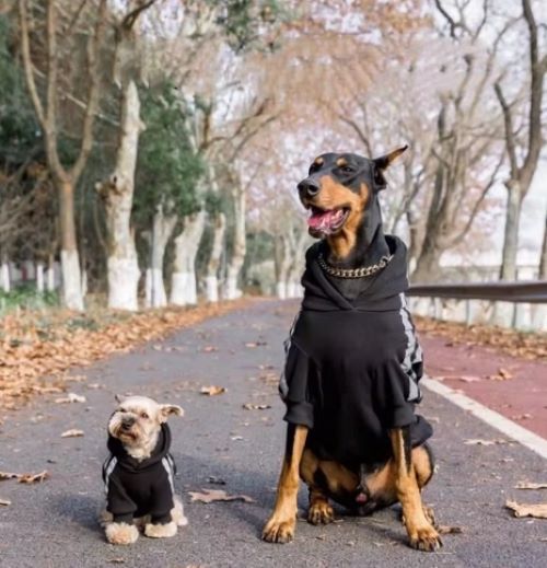 Dogs' Hoodie