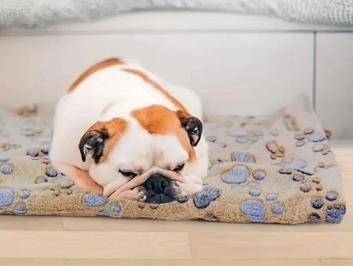Calming Dog Blanket